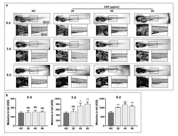 cistanche tubulosa benefits