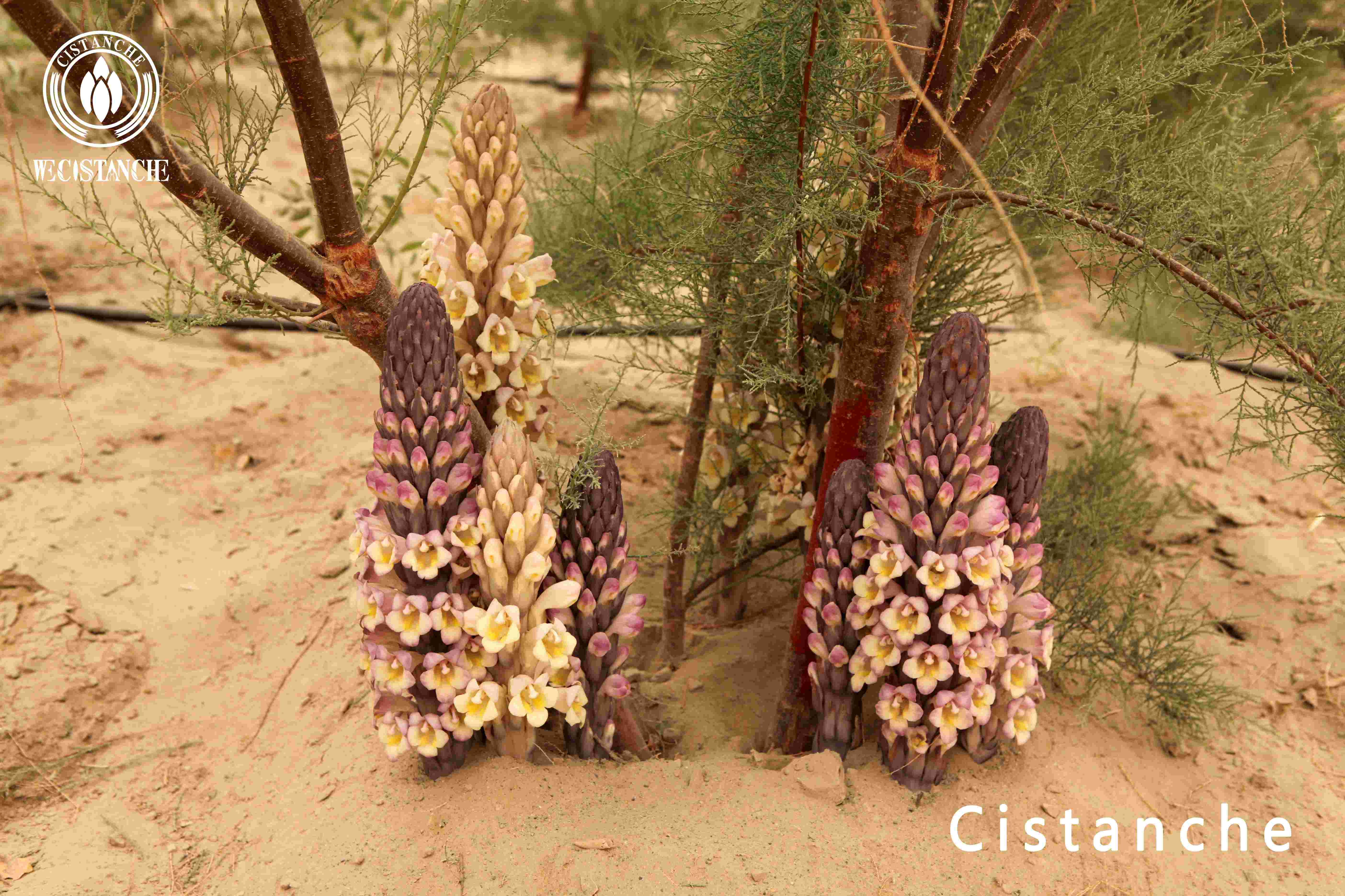 Cistanche plant