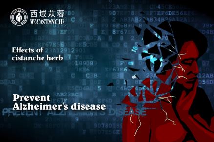 Cistanche improves the ability of learning and memory Cistanche improves the ability of learning and memory