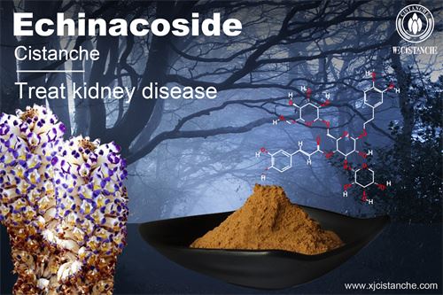 cistanche echinacoside treat kidney disease cistanche echinacoside treat kidney disease