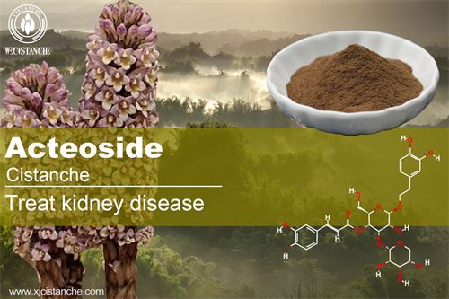 cistanche acteoside relieve kidney disease symptoms cistanche acteoside relieve kidney disease symptoms