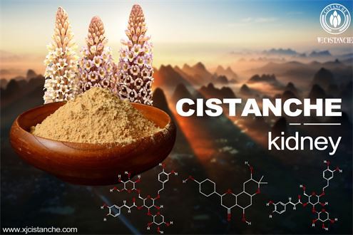 Cistanche improve kidney function so to boost the production of bone marrow