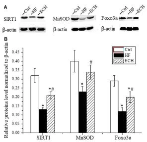 FIGURE 5 ECH up-regulates the protein expression level of SIRT1, FIGURE 5 ECH up-regulates the protein expression level of SIRT1,