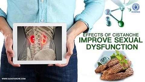 Improve Kidney disease--Cistanche acteoside Improve Kidney disease--Cistanche acteoside