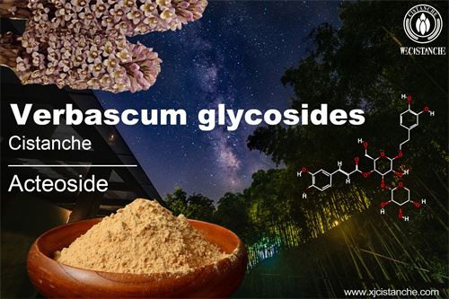 acteoside in cistanche (4)