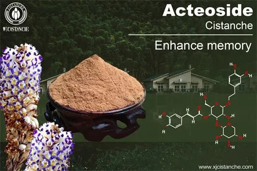 Cistanche can improve memory