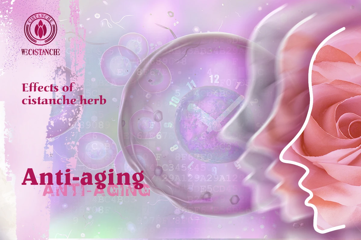 anti-aging cistanche liquor 