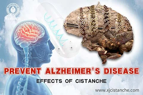 anti-aging cistanche liquor 