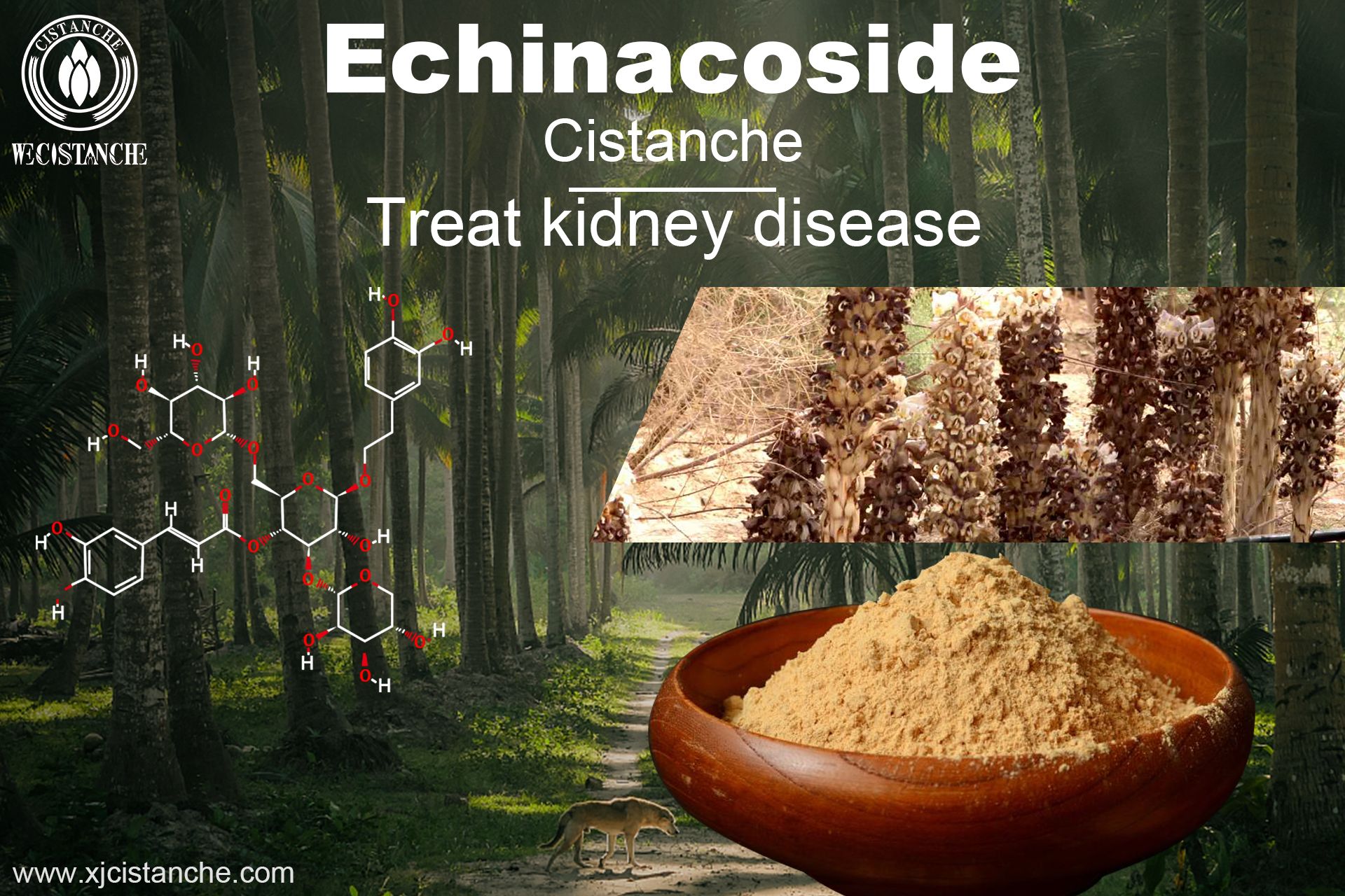 how to prevent kidney disease