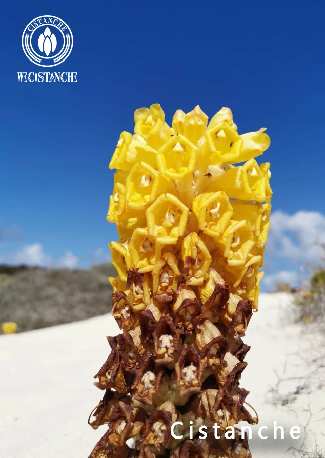 Cistanche deserticola Ma