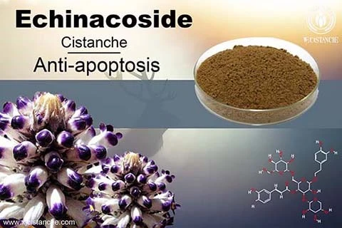 acteoside in cistanche (4) acteoside in cistanche (4)