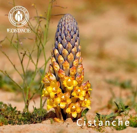 acteoside in cistanche (4) acteoside in cistanche (4)