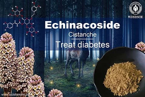 cistanche echinacoside-best herbal for curing  Leukemia