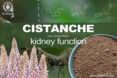 Cistanche--Chronic kidney disease