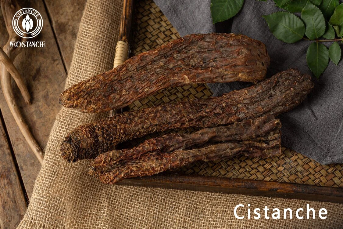 cistanche cistanche