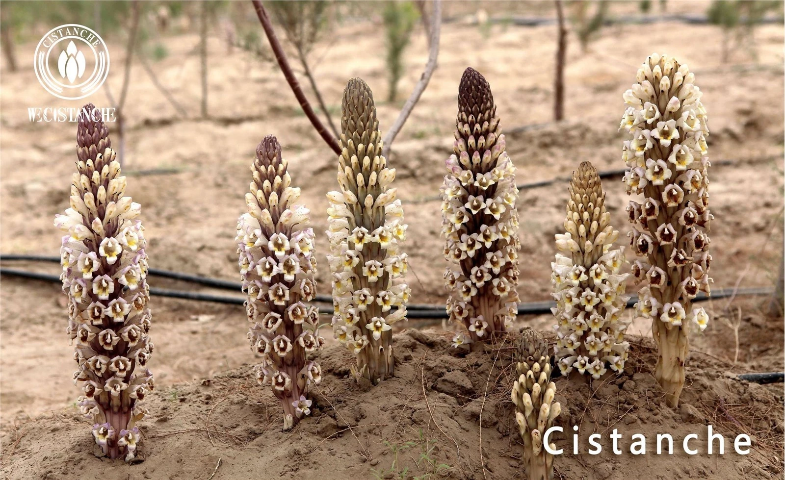 Cistanche benefits Cistanche benefits