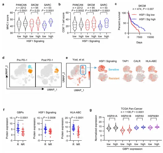1693882503240 Extended Data Fig. 9:   HSF1 signaling genes correlated with MHC-I and tumor immunity.