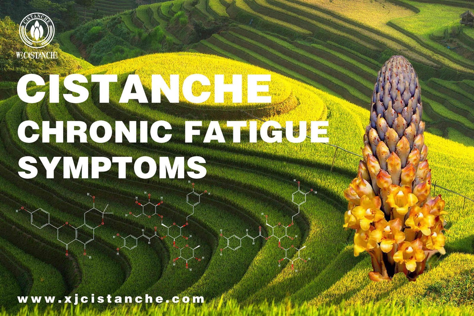 fatigue causes