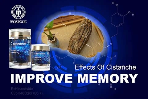 Cistanche supplement Cognitive Function Improvement