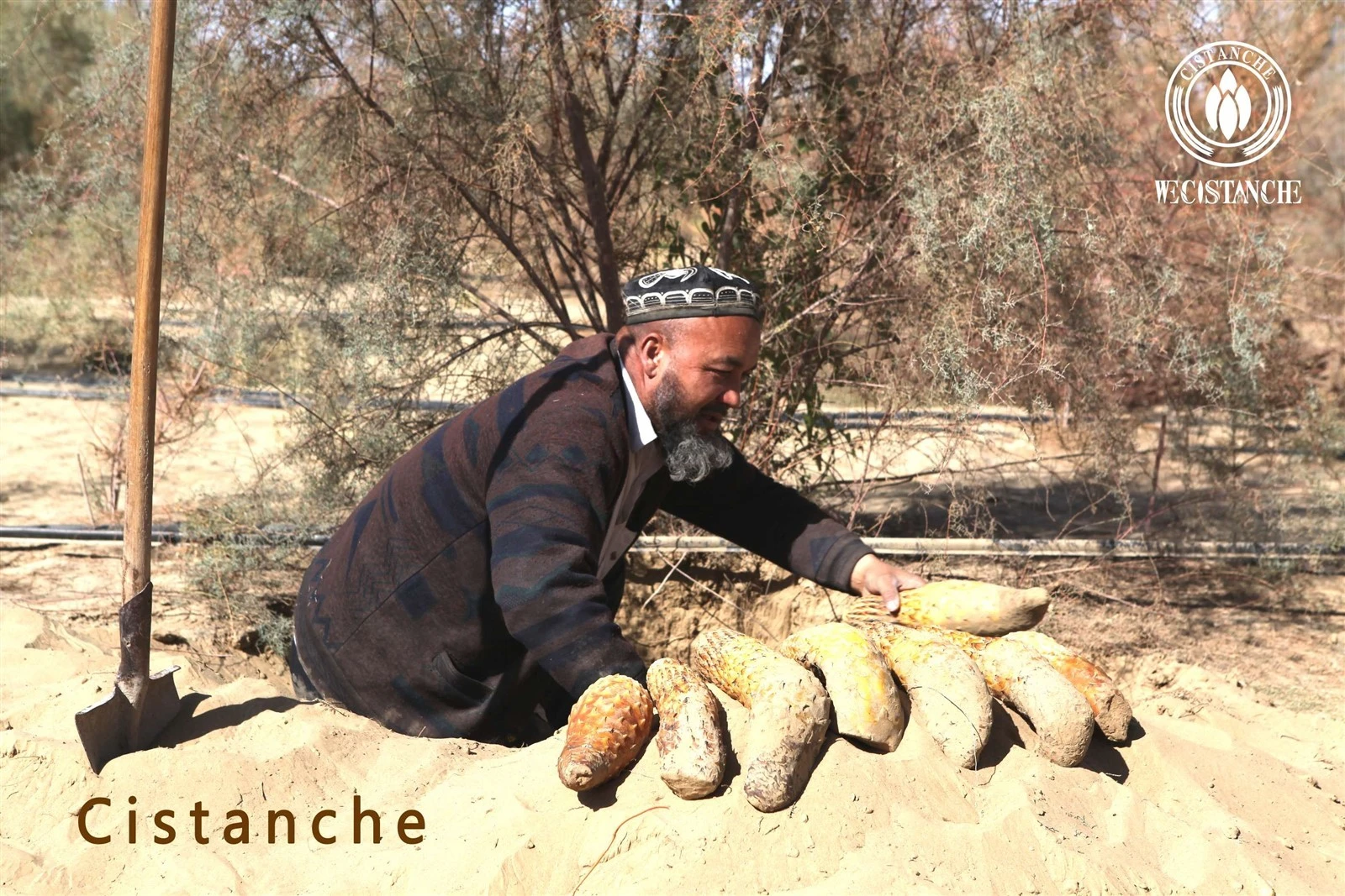 cistanche tubulosa cistanche tubulosa