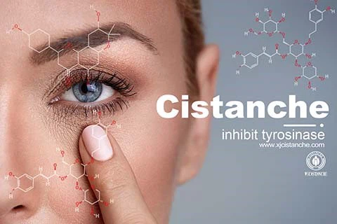 Skincare Cistanche 18 Skincare Cistanche 18